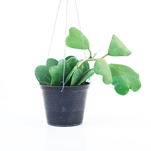 Ideal Houseplants sweetheart shaped _ hoya kerrii _ by Joinflower Joinfolia_